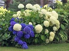 hortensien umpflanzen september hydrangea arborescens annabell pflanzen sommer anfang hortensien umpflanzen september hydrangea arborescens annabell pflanzen sommer anfang