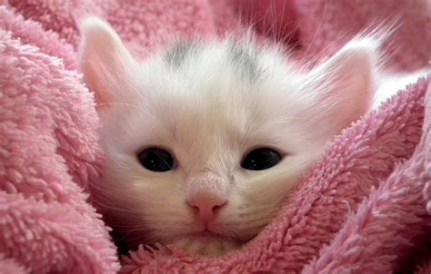 Image result for CS Tutorial Class 11