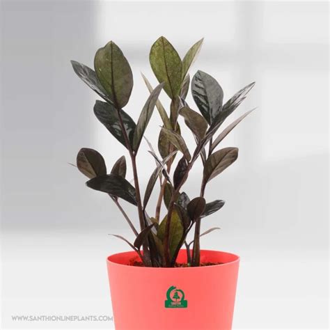 Zamia black (ZZ) pot plant – Santhi Online Plants