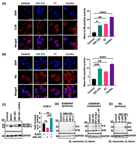 GABA(A) Receptor Activation Drives GABARAP–Nix Mediated Autophagy to ...