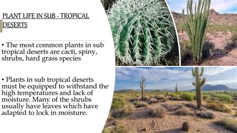 Sub tropical deserts | PPTX