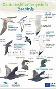 Image result for North Sea Birds Eye View
