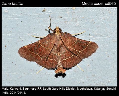 Pyralinae | Moths