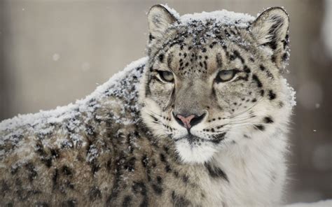 Snow Leopards Wallpapers - Wallpaper Cave