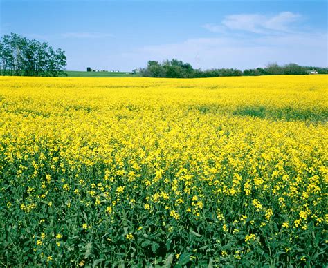 Agriculture in Canada (Plain-Language Summary) | The Canadian Encyclopedia