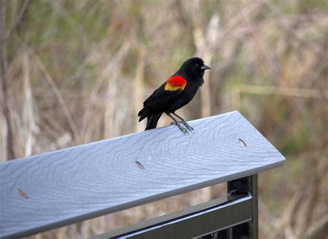 Image result for Class 10 Science Chapter 8 by Success CDs