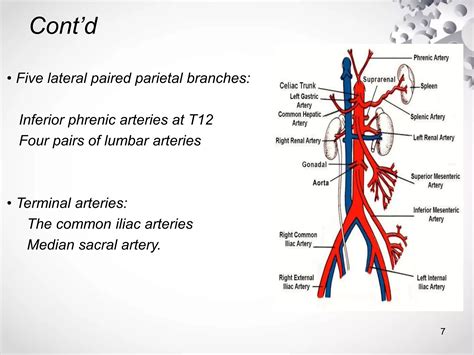 Radiological anatomy of the abdominal aorta | PPTX