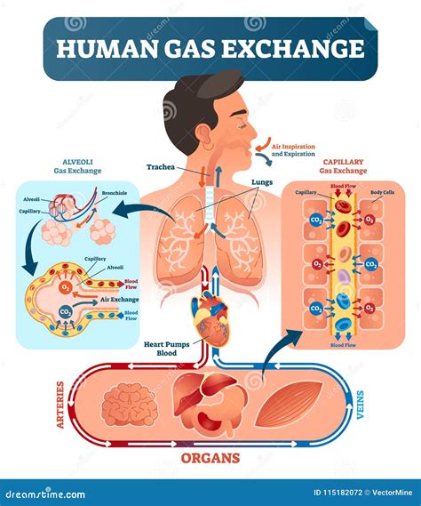 How Does Gas Exchange Work In The Lungs at Stacy Fye blog