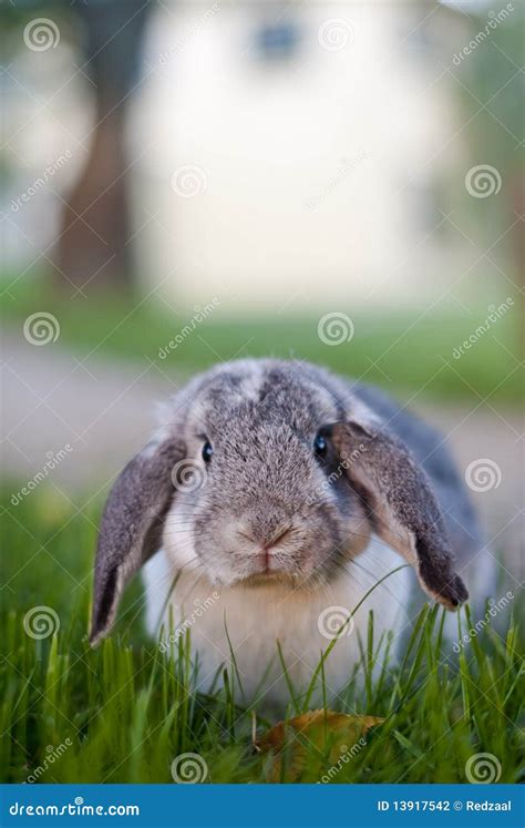 Mr Wuffles, the Floppy Eared Rabbit Stock Photo - Image of close, furry ...