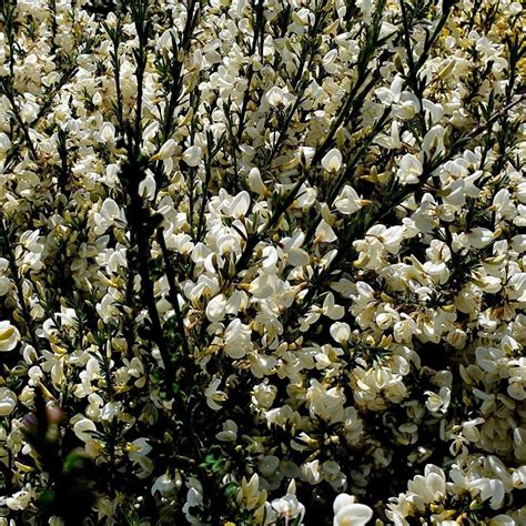 Buy broom Cytisus × praecox 'Albus': Delivery by Waitrose Garden