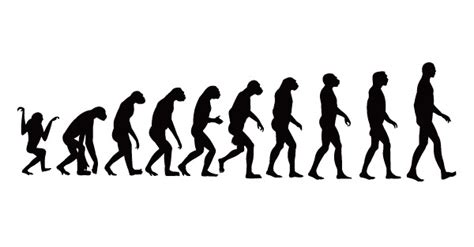 人类进化过程简易图 _排行榜大全