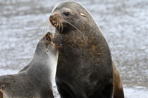 Antarctic Fur Seal: Do Seals Live in Antarctica?