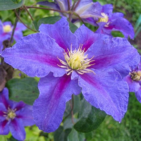 Clematis Vines For Shady Areas at Sarah Gooding blog