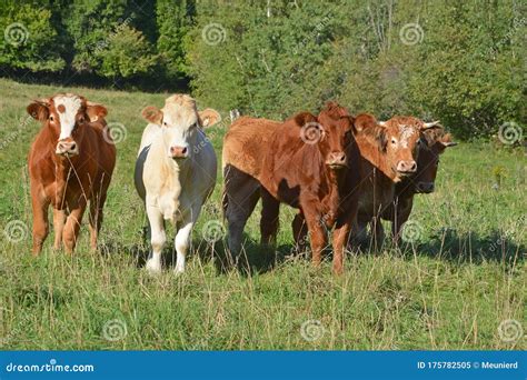 Limousin Cattle are a Breed of Highly Muscled Beef Cattle Stock Image ...
