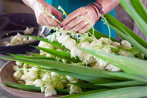 Flor De Izote: Embracing El Salvador National Flower With Culinary And ...