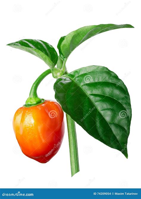Orange Habanero Pepper, Clipping Path Stock Photo - Image of ripe ...