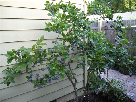 Spacing Blueberry Bushes