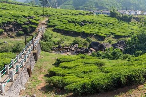 Explore the Top 14 Tea Plantations in Kerala: A Complete Guide