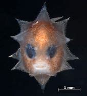 Image result for Rust Fish PFP