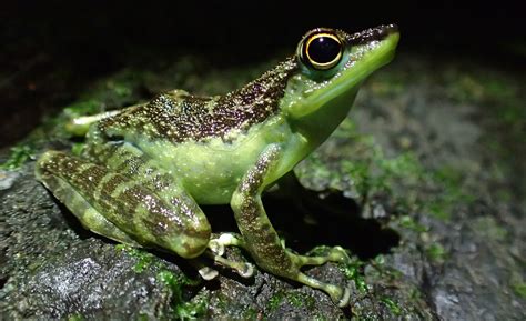 Amphibians List