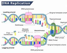 Image result for replicates