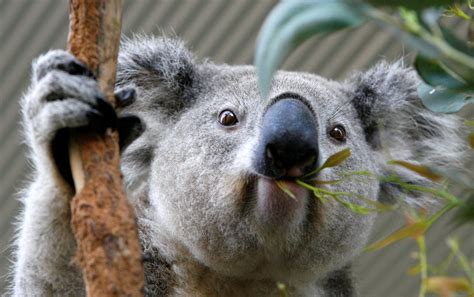 Eindelijk: het vaccin om de koala tegen chlamydia te beschermen is goedgekeurd - NRC