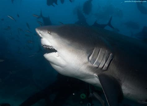 Акула-бык, или тупорылая акула (лат. Carcharhinus leucas)