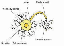 neuron 的图像结果