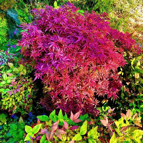 Discover the Beauty and Versatility of Dwarf Japanese Maples