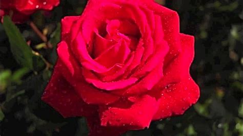 Image result for red roses