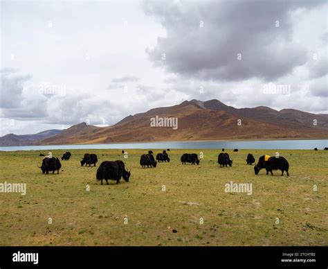 Tibet yak animal hi-res stock photography and images - Alamy - leader of yak city osrs