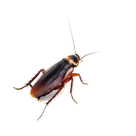 Types of Cockroaches: How to Identify Cockroach Species