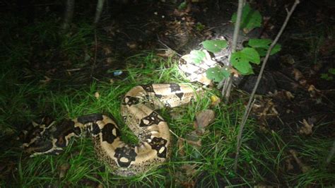 Image result for 8 Foot Python