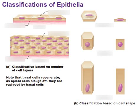 Image result for Epithelial Tissue Classification