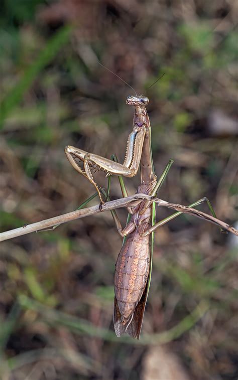 Giant Praying Mantis | Mike Powell