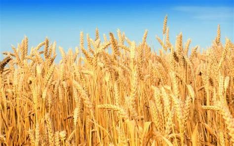 2017年小麦价格行情多少钱一斤？怎么种植小麦过程方法过管理介绍