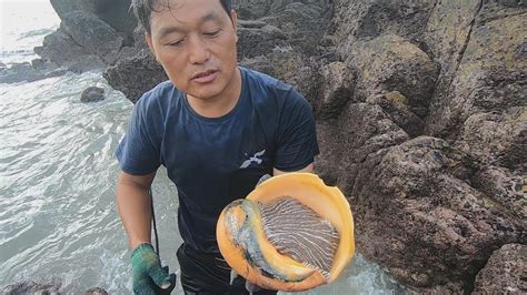 阿阳登荒岛赶海捡到宝了，这海螺比手掌还大，是成精了吗