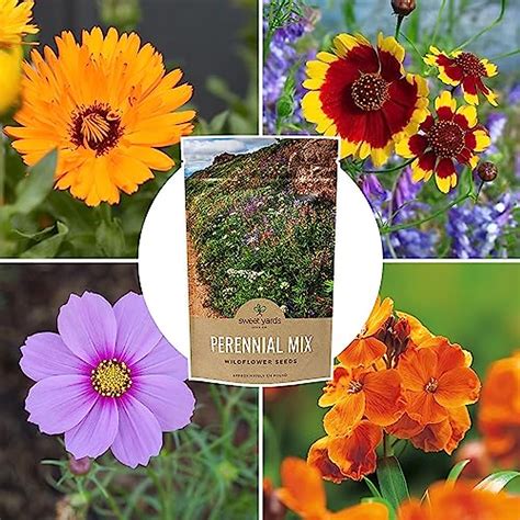 Perennial Wildflower Seeds - Bulk 1/4 Pound Bag