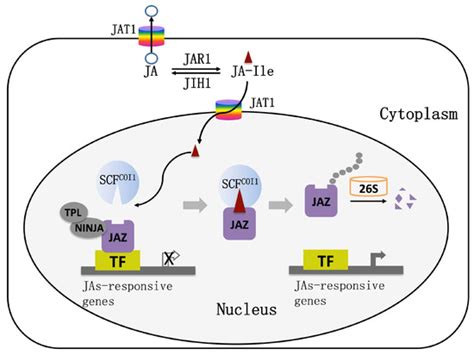 Jasmonic Acid Signaling Pathway in Plants