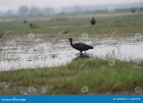 Wildlife, Migratory Birds, Glossy Ibis, Birds,wetlands, Water Stock ...