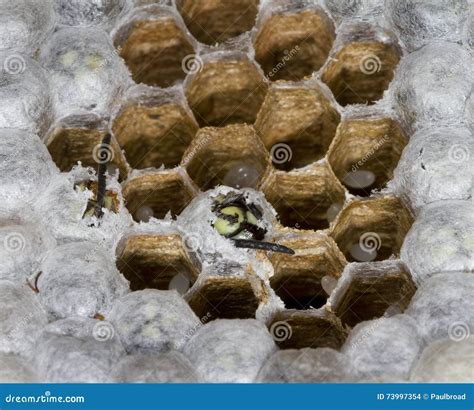 Inside a Wasp Nest Showing Hexagonal Structure and Eggs. Stock Photo ...