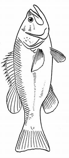 malvorlagen fische jung malvorlage fisch zeichnen malvorlage malvorlagen fische jung malvorlage fisch zeichnen malvorlage