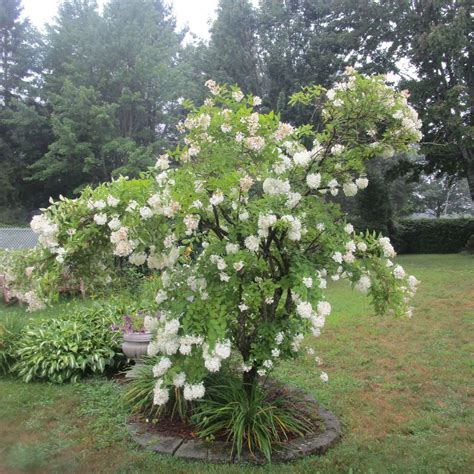 Buy Affordable Pee Gee Hydrangea bush - Hydrangea paniculata ...