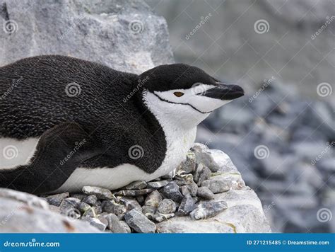 Chinstrap Penguin - South Shetland Islands - Antarctica Stock Image ...