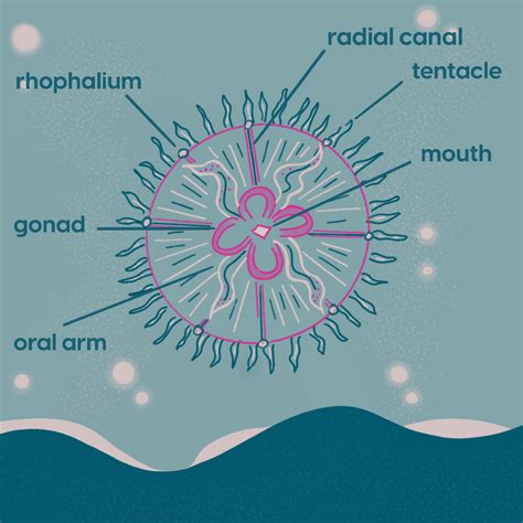Jellyfish Anatomy Labeled