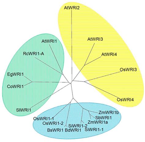 Atypical Splicing Accompanied by Skipping Conserved Micro-Exons ...