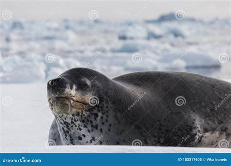 Natural Predator of Antarctica is Leopard Seal. Relax Animal Lying on the Ice. Stock Image ...