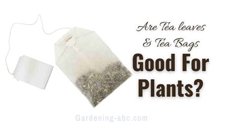Does Tea Bags Good For Plants at Charles Bolden blog