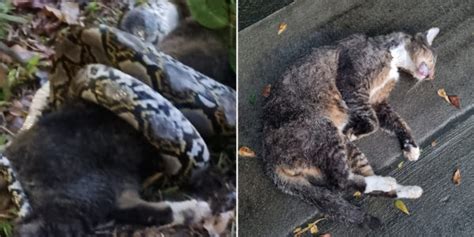 Image result for Python Attacks Cat