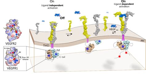 VEGFR1 as a Target for Colon and Renal Cancer Treatment UPSC
